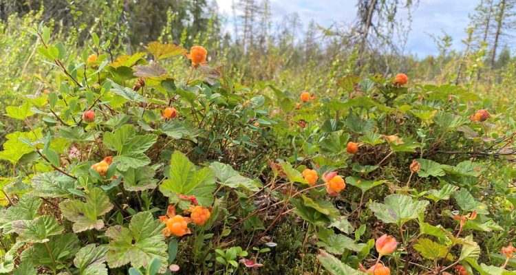 Wild berries in Finland