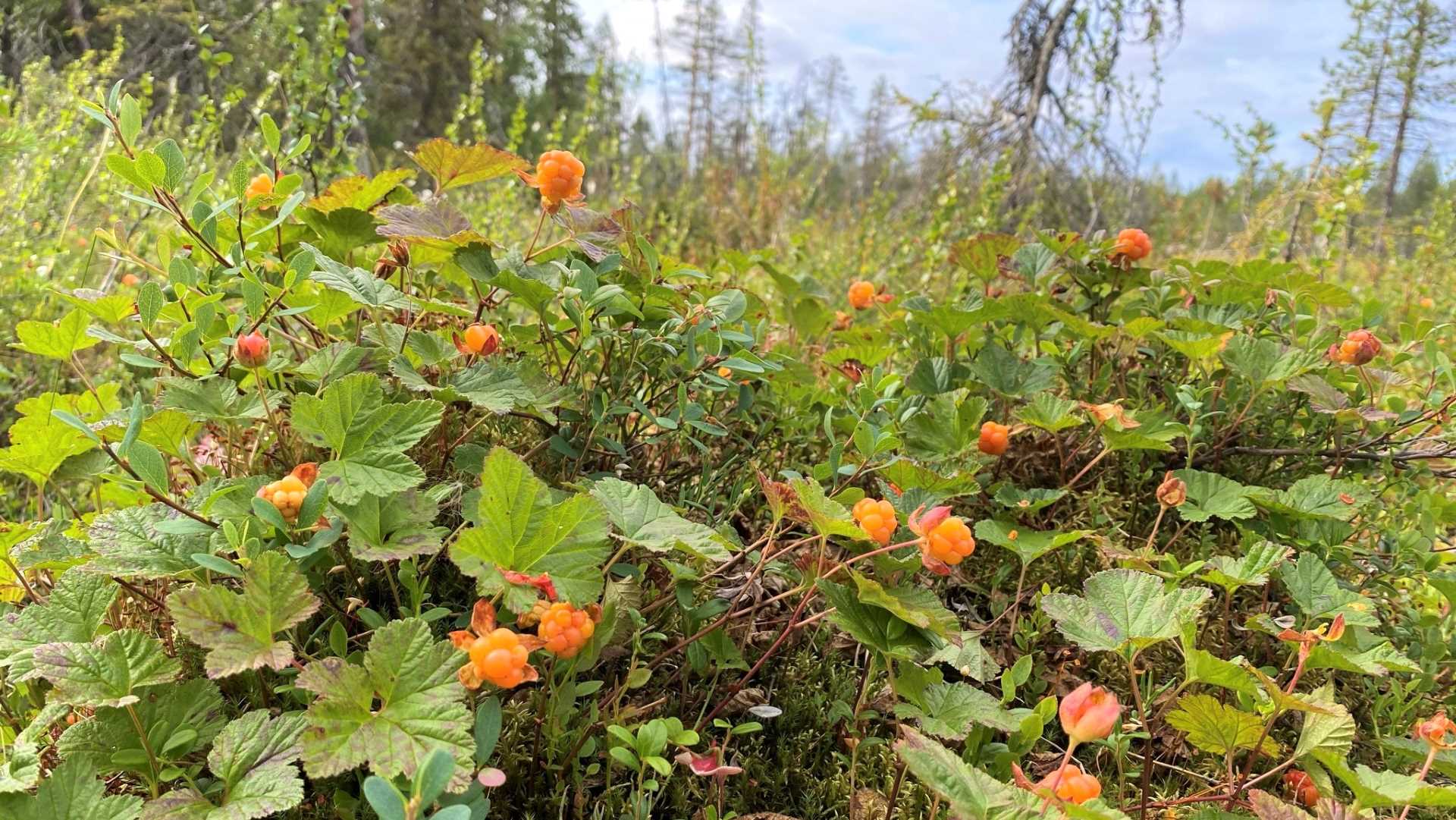 Wild berries in Finland