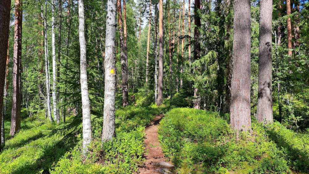 Yellow paint and blueberries on Vilkaharju nature trail leading to historical Salpa line in Sulkava