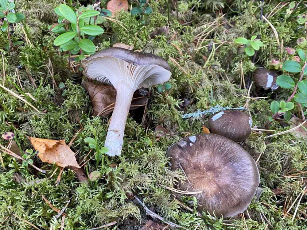 Mushroom quiz
