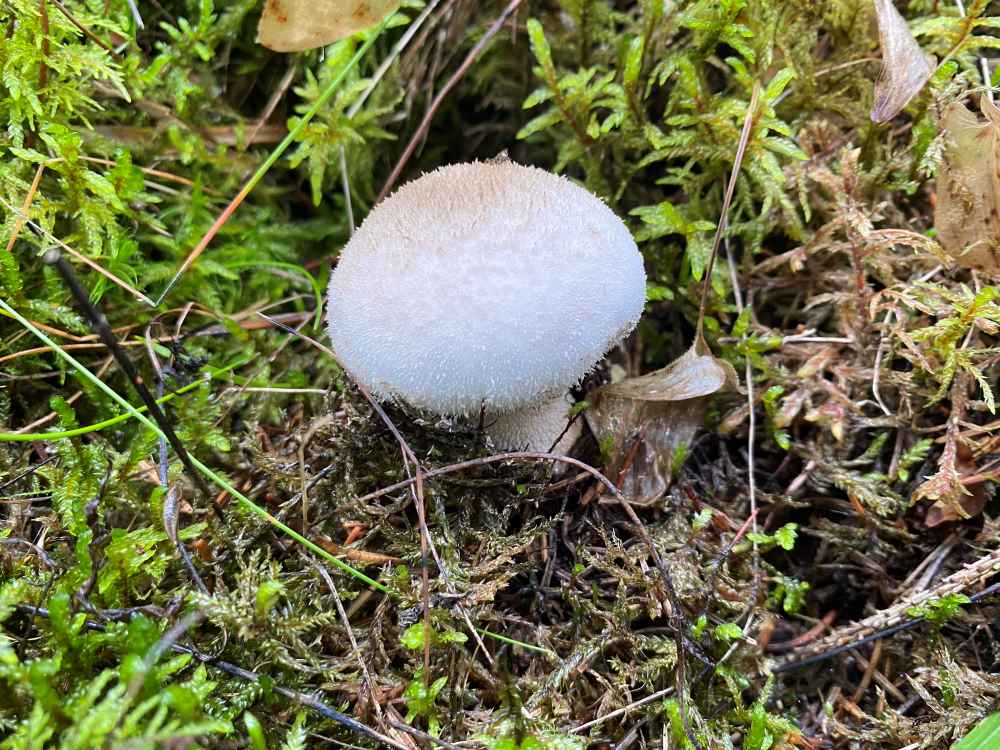 Common puffball