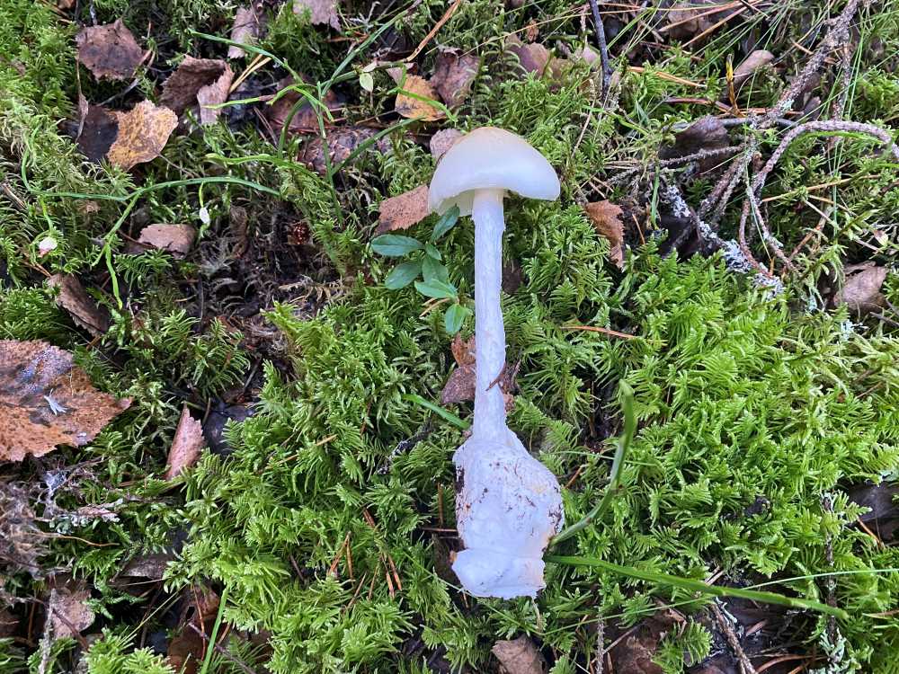 Destroying angel