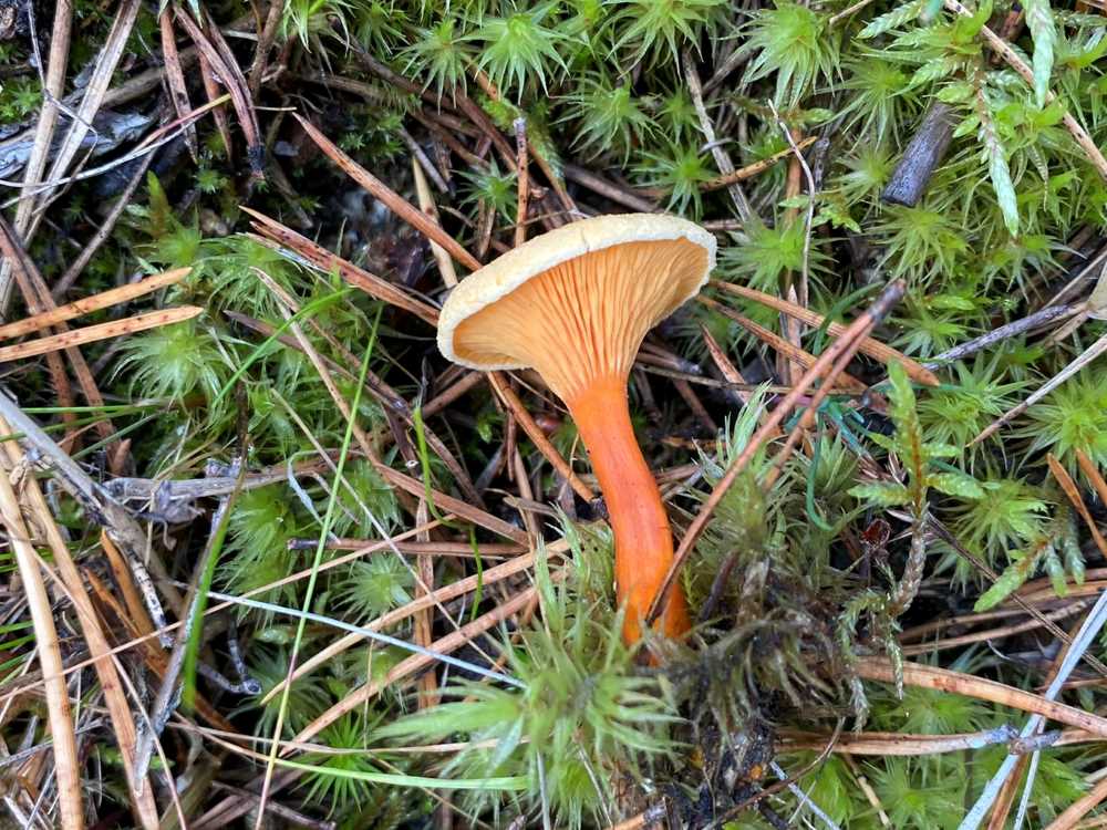 False chanterelle