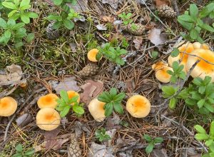 How to tell chanterelle and false chanterelle apart