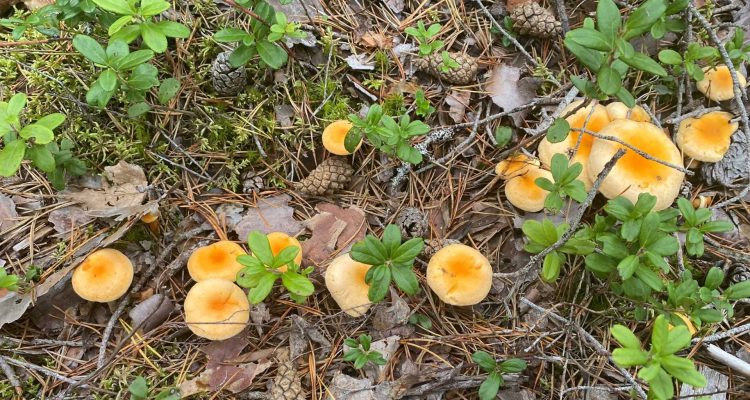 How to tell chanterelle and false chanterelle apart