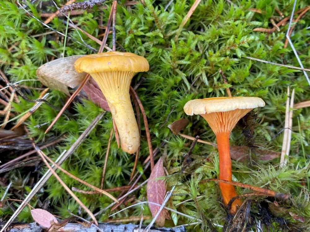 How to tell chanterelle and false chanterelle apart