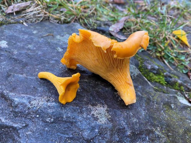 How to tell chanterelle and false chanterelle apart