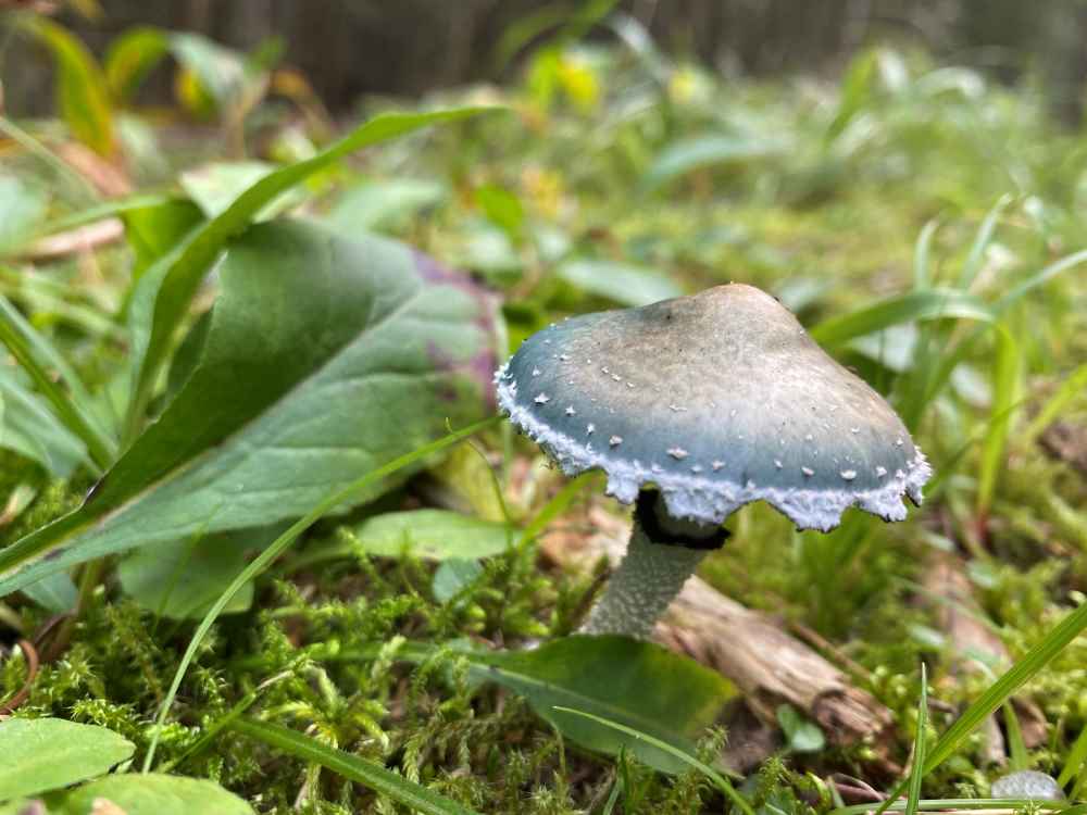 Verdigris agaric