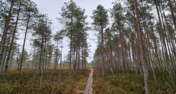 Jokikylän luontopolku Uittomiehen lenkki nature path