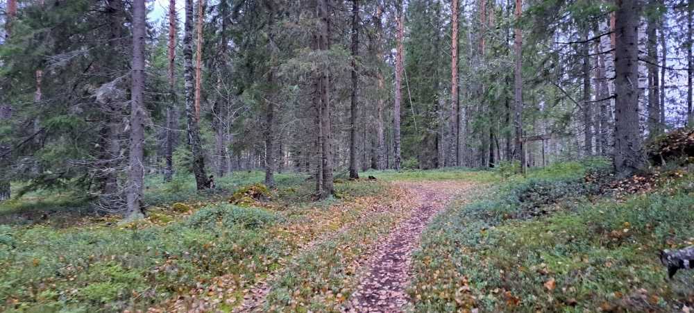 Spruce and pine trees