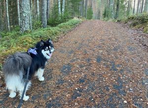 Peukaloinen trail in Liesjärvi National Park