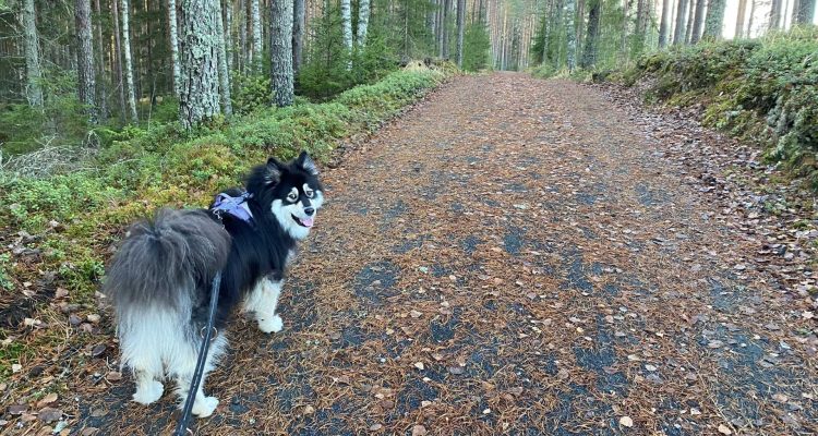 Peukaloinen trail in Liesjärvi National Park