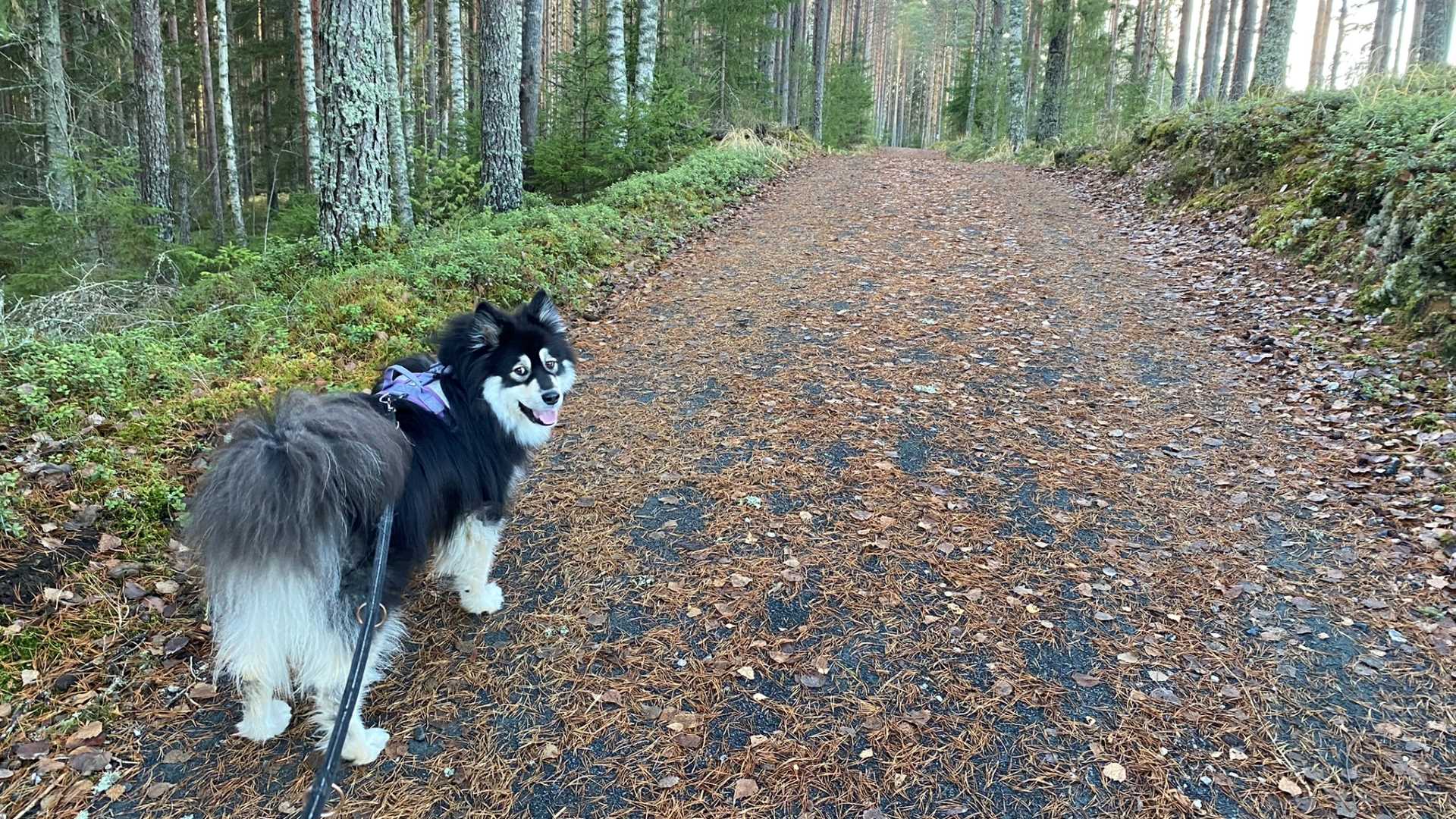 Peukaloinen trail in Liesjärvi National Park