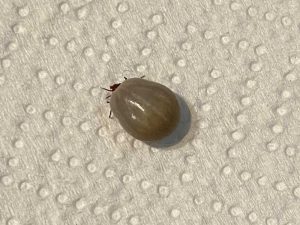 Ticks in Finland