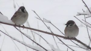 Winter birds in Finland