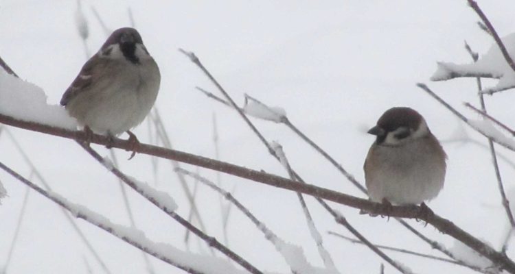 Winter birds in Finland
