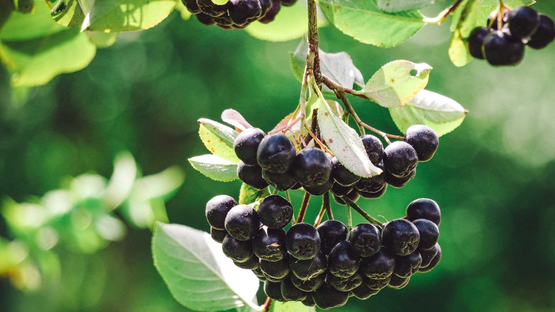 Aronia