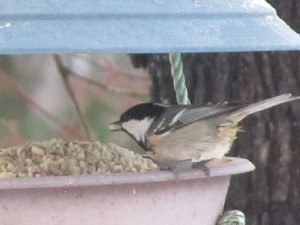 Coal tit