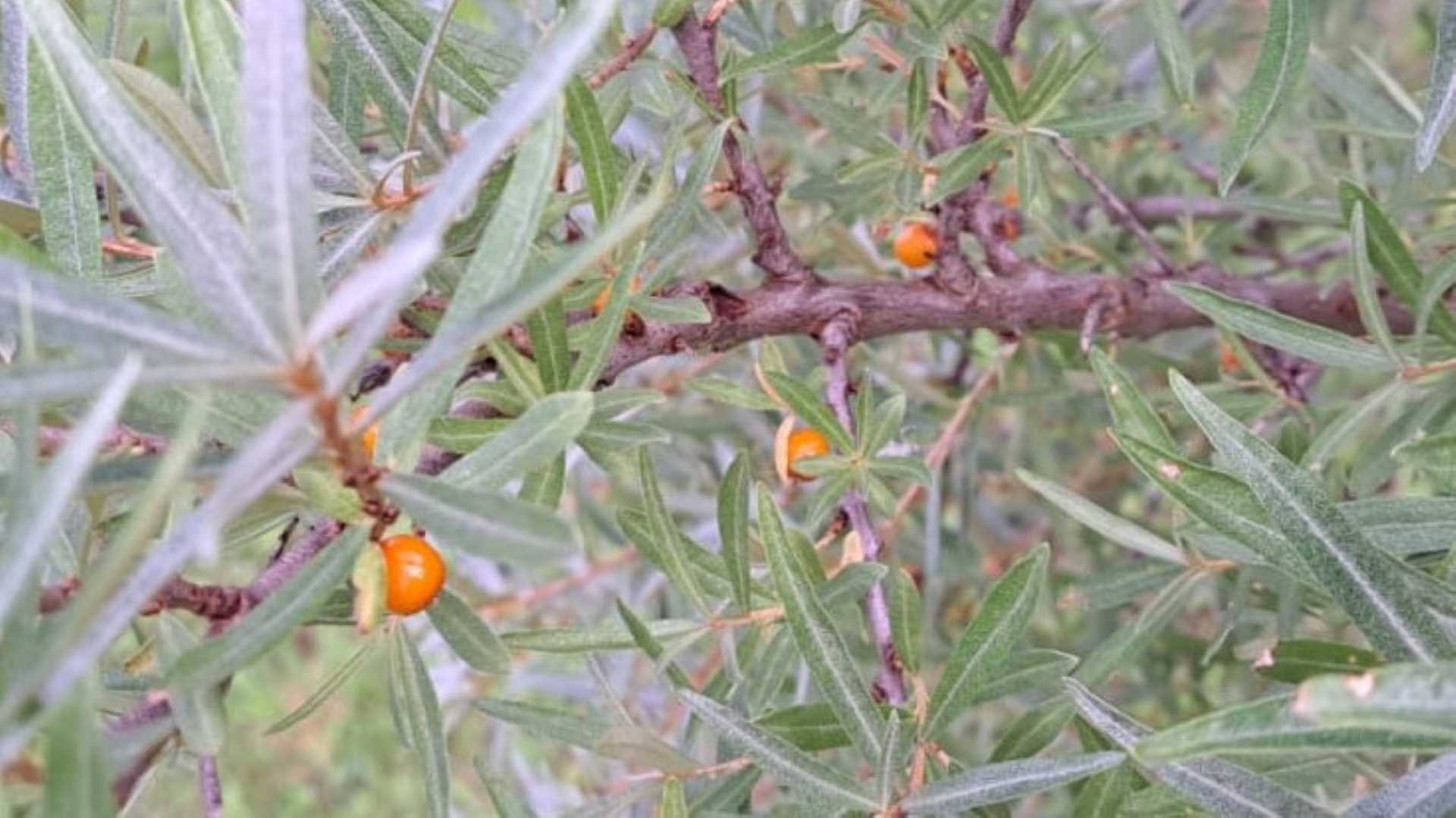 Sea buckthorn