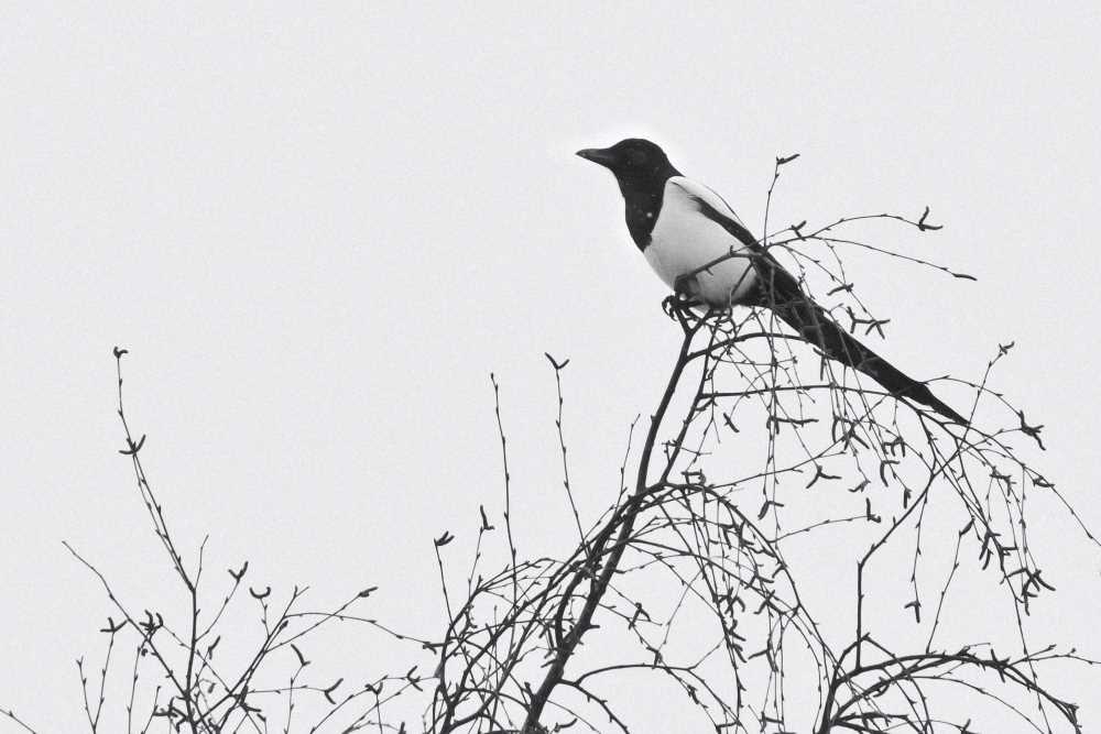 Magpie