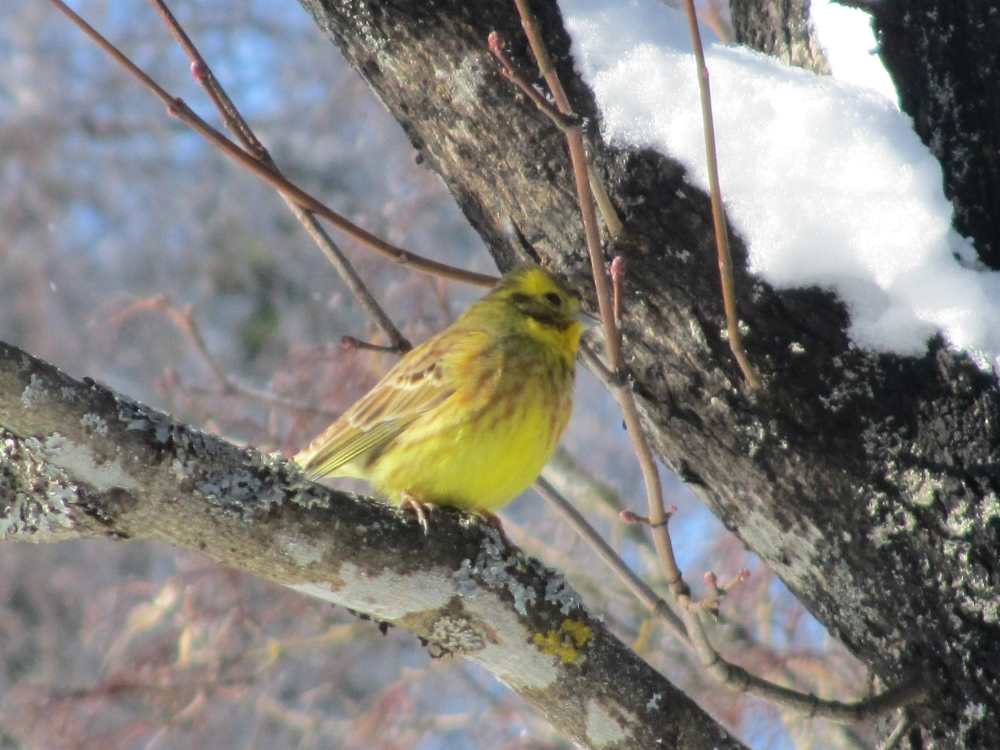 Yellowhammer