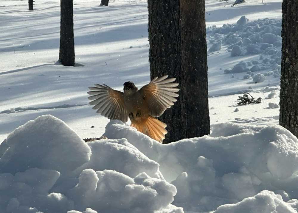 Siberian jay