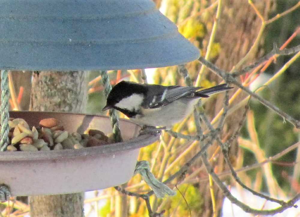 Coal tit