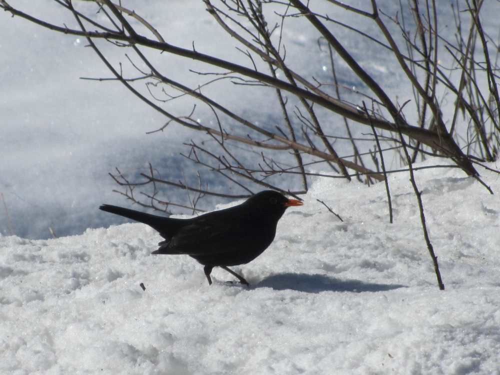 Blackbird