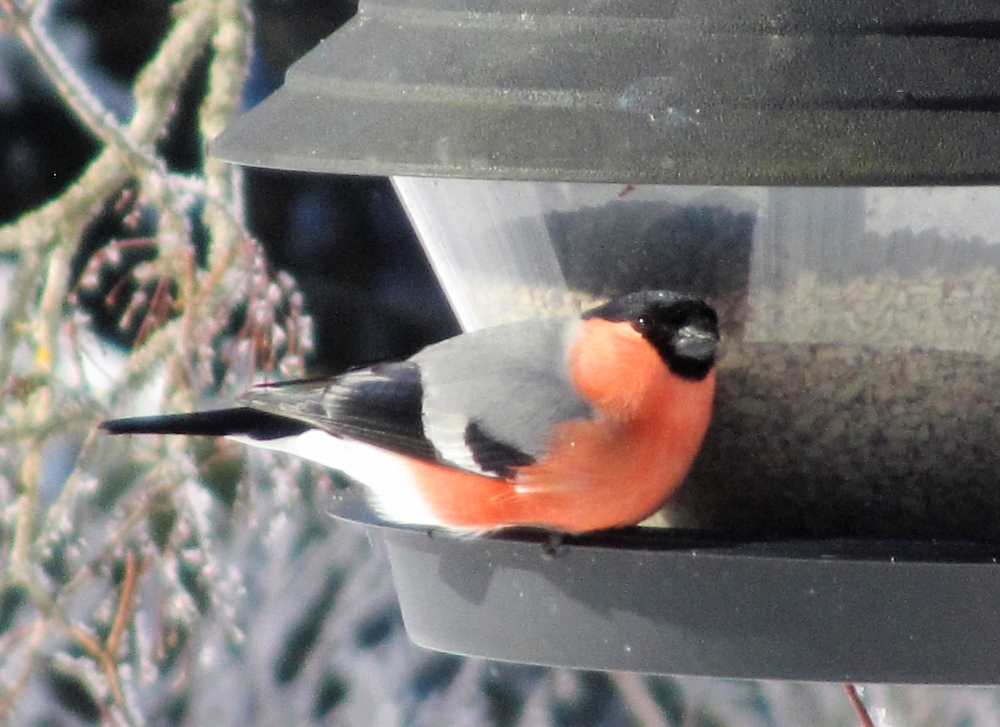 Bullfinch