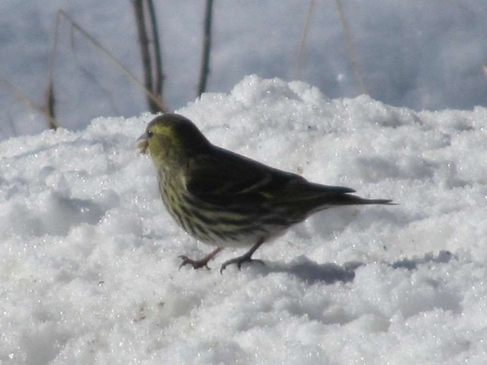 Siskin