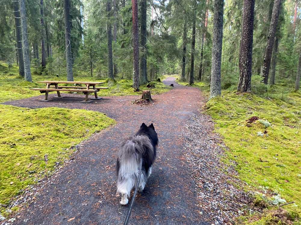 Nalle in the forest