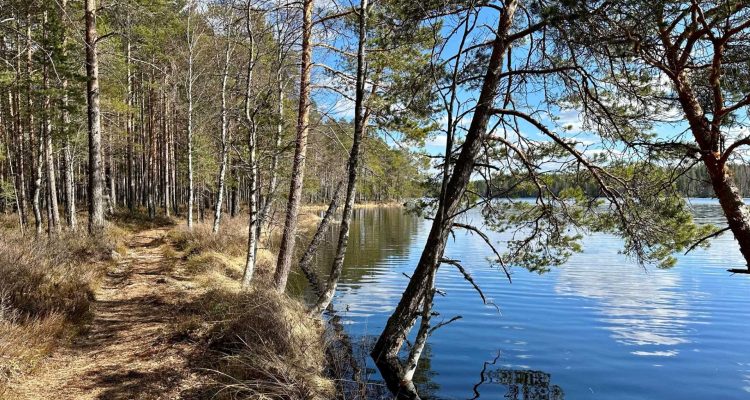 Punatulkku and Pohjantikka trails at Liesjärvi National Park