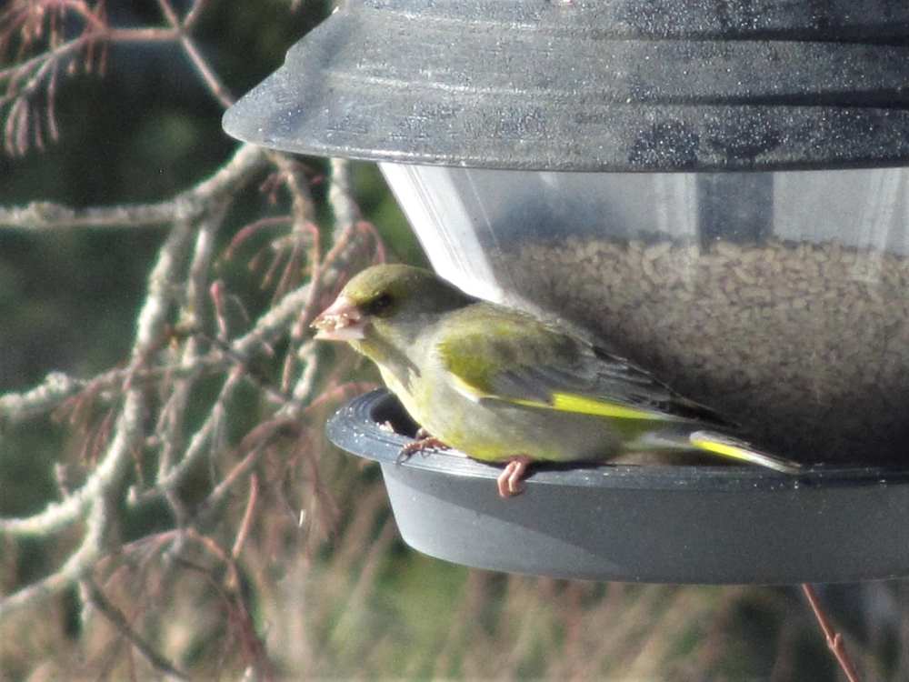 Greenfinch