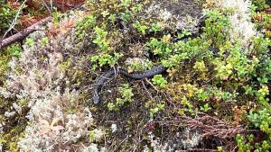 Adders in Finland