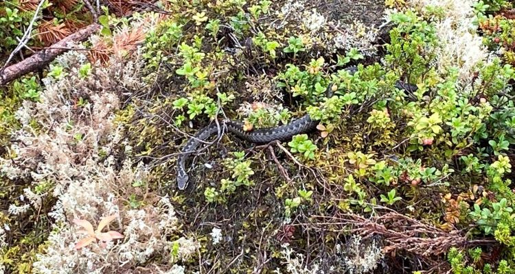 Adders in Finland