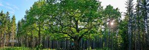 Paavolan tammi oak Lohja Lohjansaari