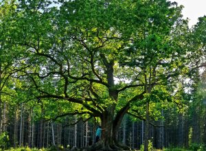 Paavolan tammi oak Lohja Lohjansaari