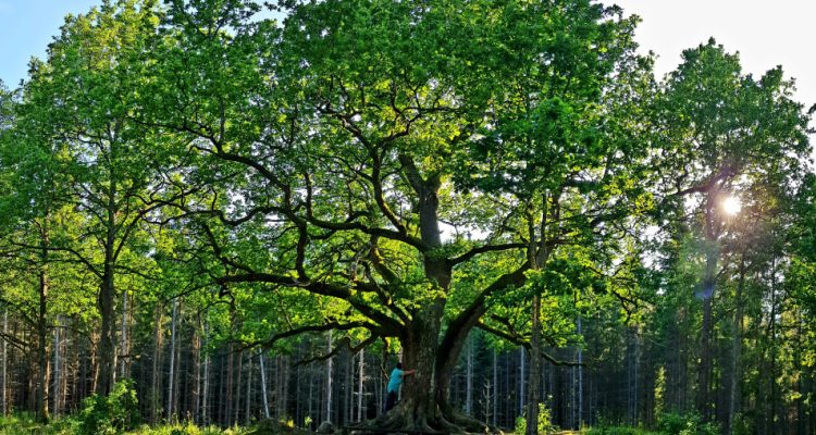 Paavolan tammi oak Lohja Lohjansaari