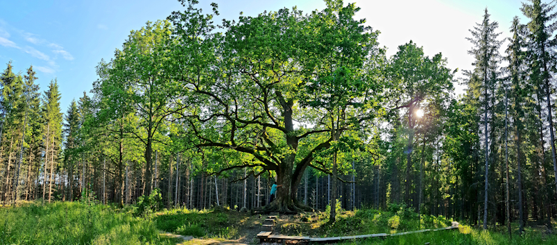 Paavolan tammi oak