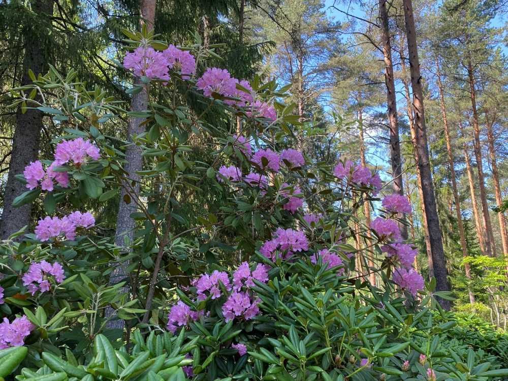 Rhododendrons blooming in June