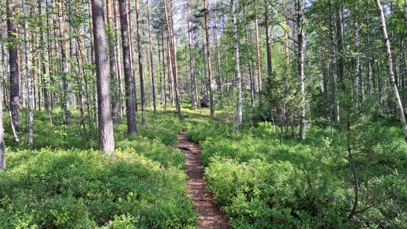 Forest in Puumala