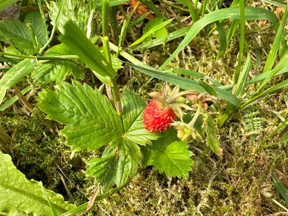 Wild berries in Finland