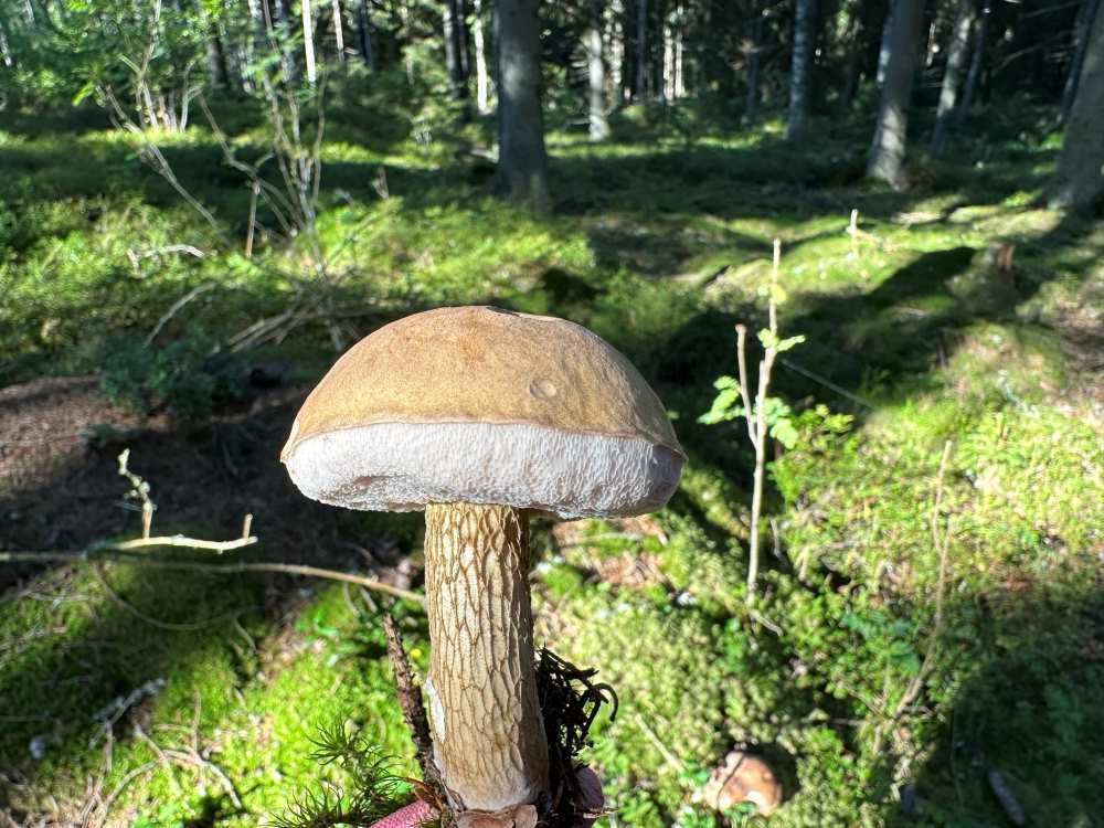 Bitter bolete