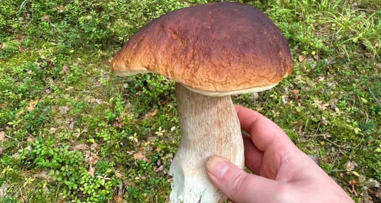 Cep or bitter bolete? How to tell the difference