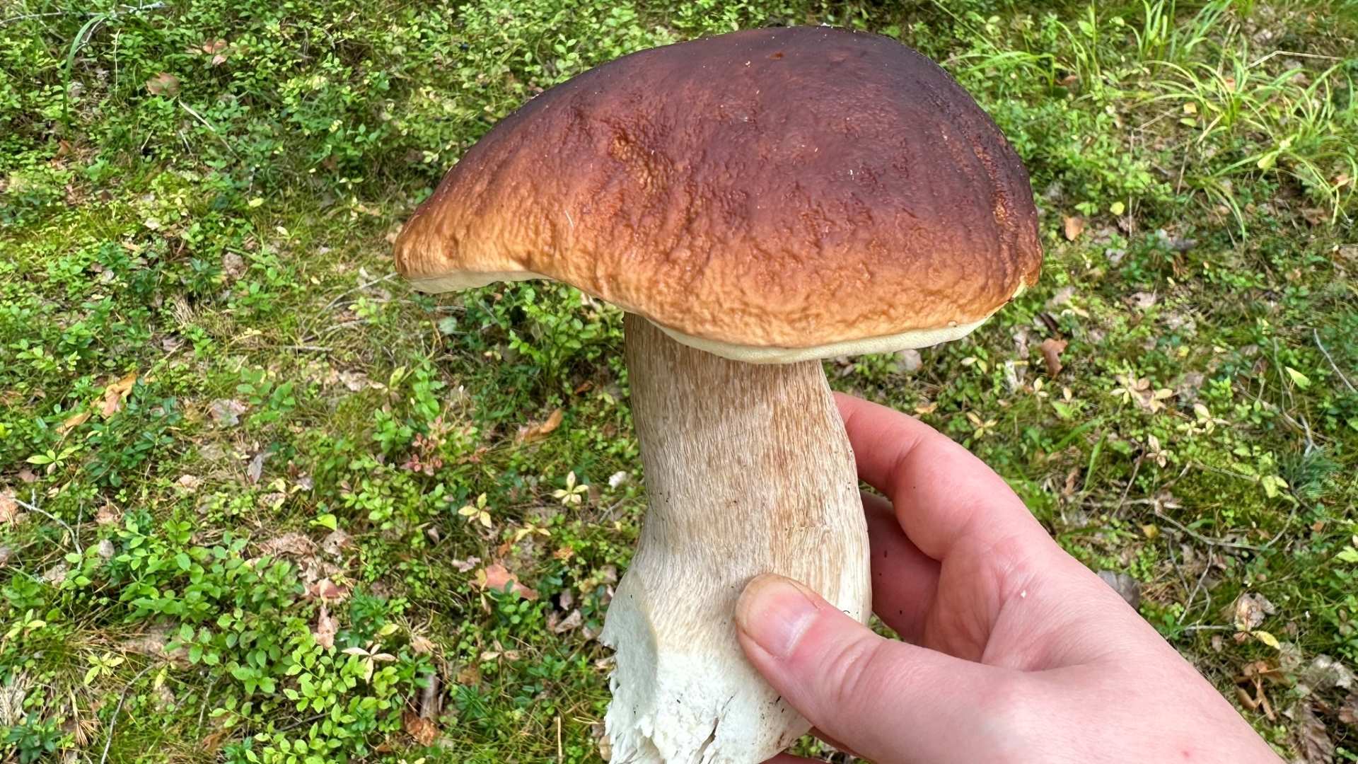 Cep or bitter bolete? How to tell the difference