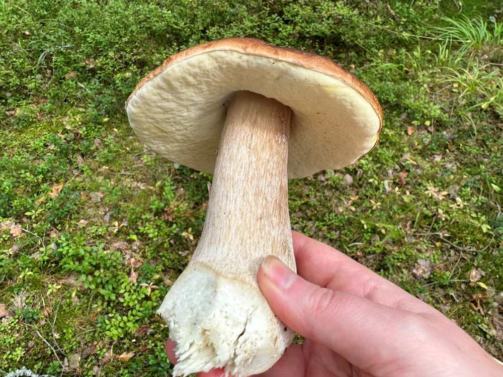 Cep