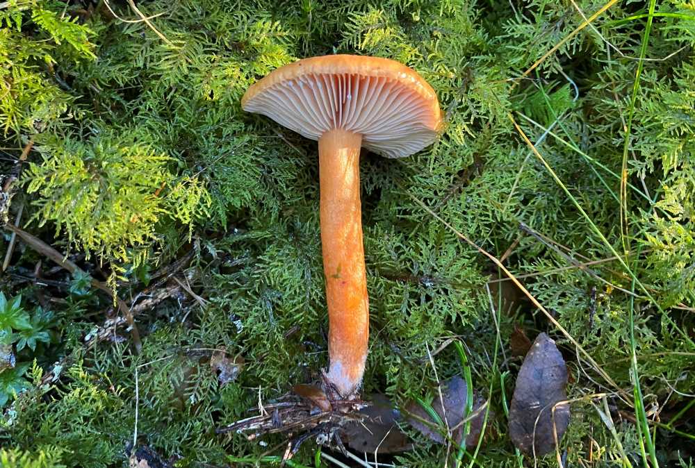 Orange milkcap