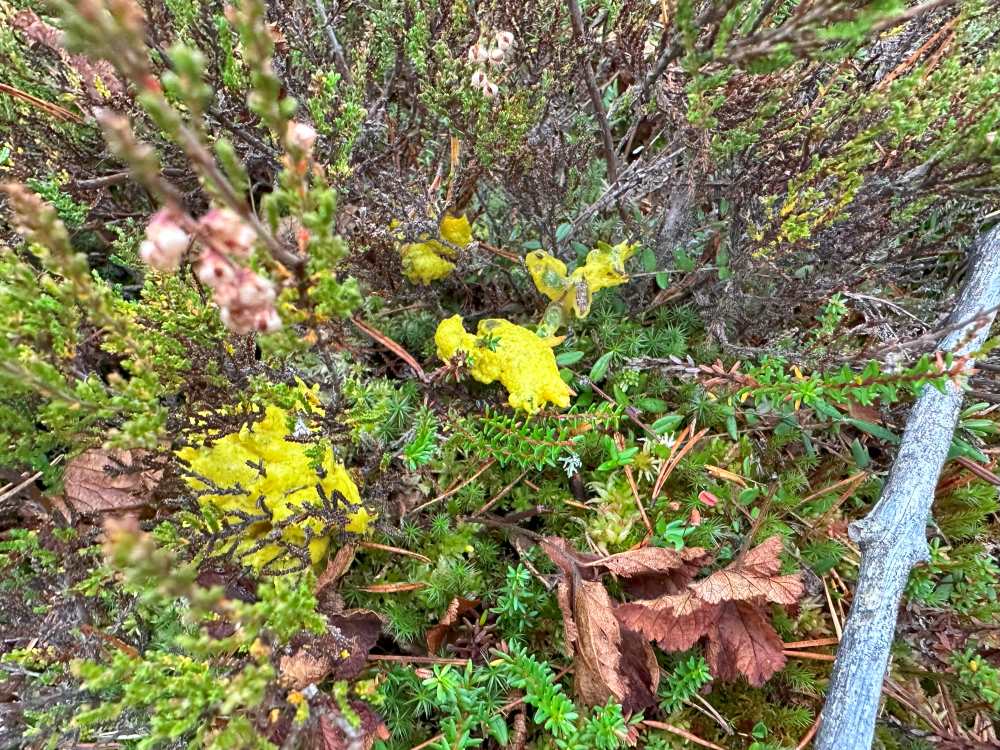 Dog vomit slime mold scrambled egg slime paranvoi