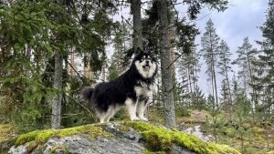 Koirakallion Metsä - Exploring the enchanting dog forest in Jokioinen