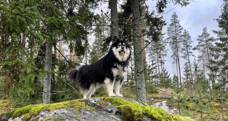 Koirakallion Metsä - Exploring the enchanting dog forest in Jokioinen